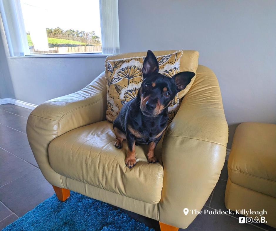 The Paddock Apartment Killyleagh Bagian luar foto